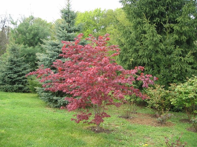 Acer palmatum II